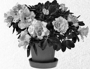 Иллюстрация к книге — Советское домоводство [i_294.jpg]