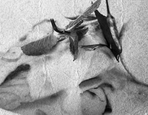 Иллюстрация к книге — Советское домоводство [i_426.jpg]