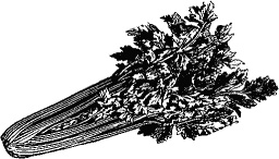 Иллюстрация к книге — Русская кулинарная книга. Кушать подано! [_092_3.jpg]