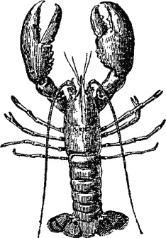 Иллюстрация к книге — Русская кулинарная книга. Кушать подано! [_482_4.jpg]