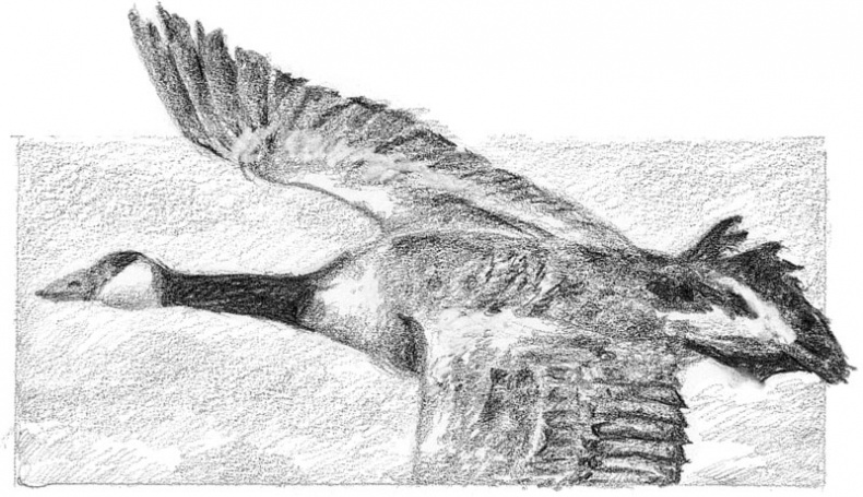 Иллюстрация к книге — Бесшабашный. Книга 3. Золотая пряжа [_41.jpg]