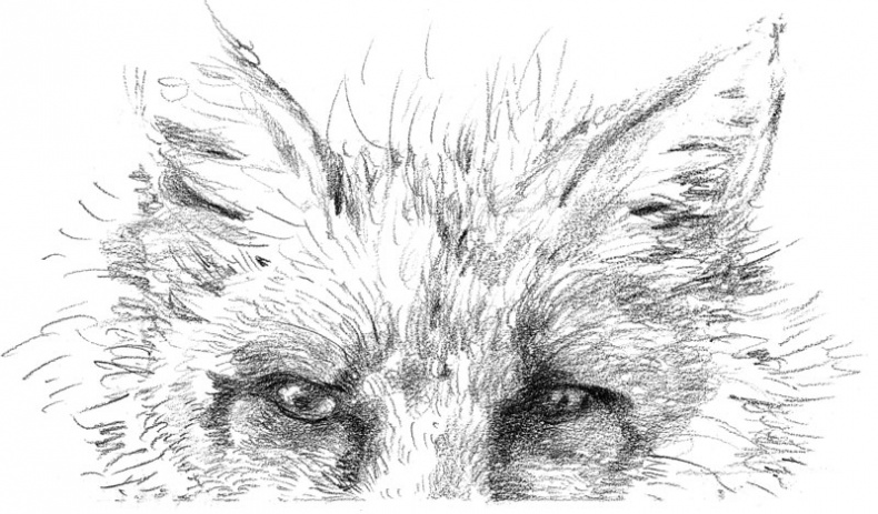 Иллюстрация к книге — Бесшабашный. Книга 3. Золотая пряжа [_73.jpg]