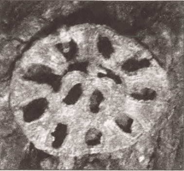 Иллюстрация к книге — Одиссея варяжской Руси [i_025.jpg]