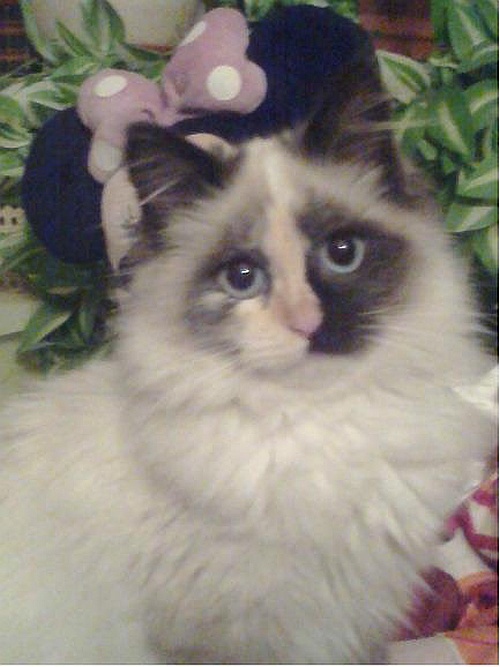 Иллюстрация к книге — Невская маскарадная (сборник) [i_002.jpg]