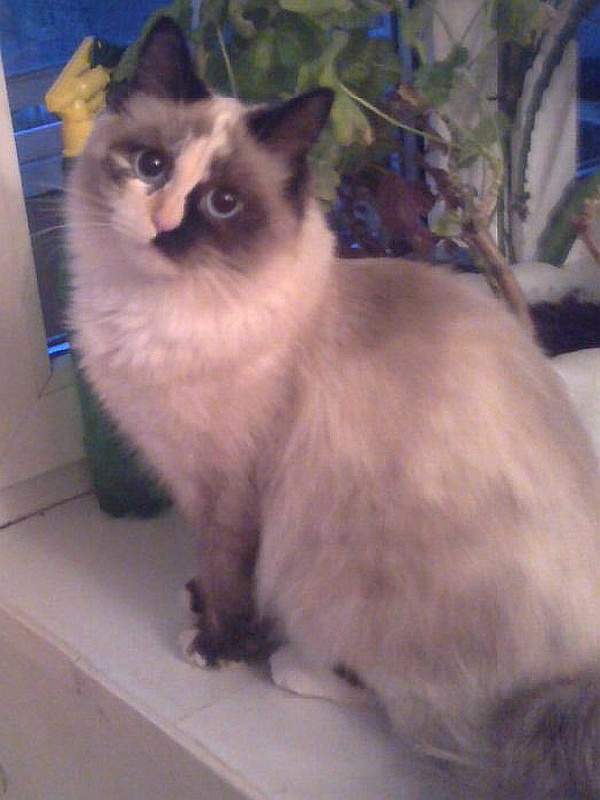 Иллюстрация к книге — Невская маскарадная (сборник) [i_005.jpg]