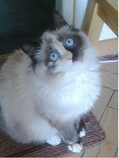 Иллюстрация к книге — Невская маскарадная (сборник) [i_006.jpg]