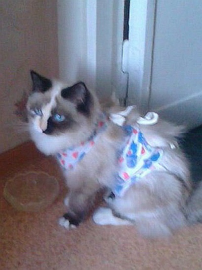 Иллюстрация к книге — Невская маскарадная (сборник) [i_007.jpg]