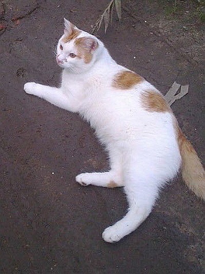 Иллюстрация к книге — Невская маскарадная (сборник) [i_009.jpg]