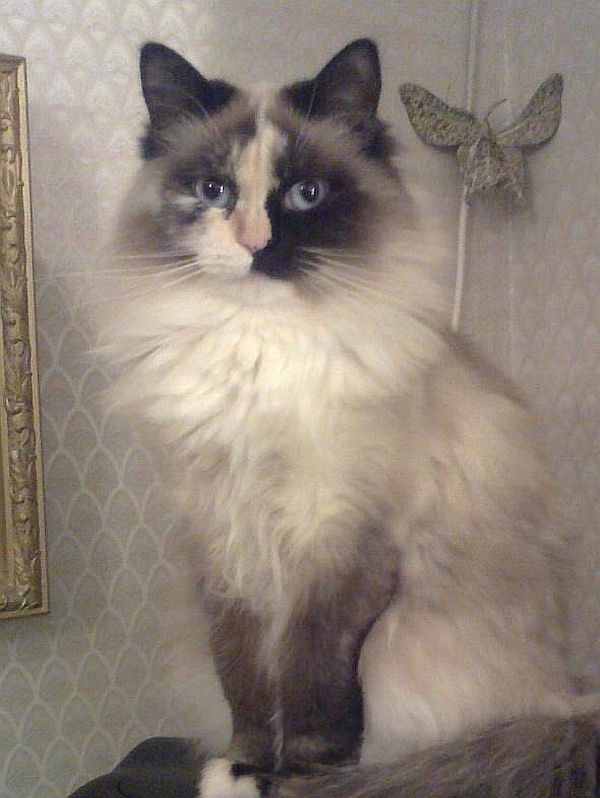 Иллюстрация к книге — Невская маскарадная (сборник) [i_010.jpg]