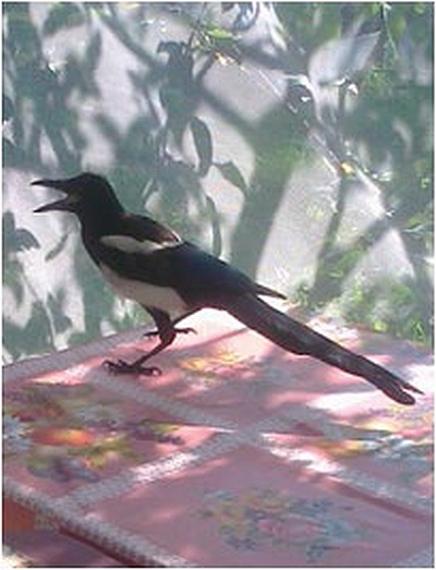 Иллюстрация к книге — Невская маскарадная (сборник) [i_011.jpg]