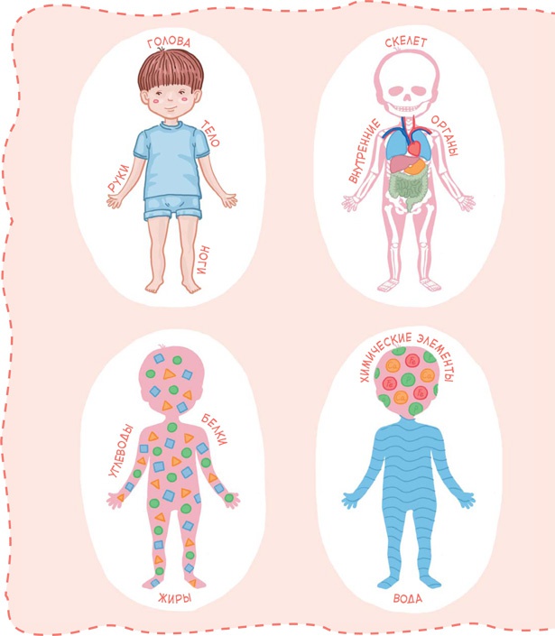 Иллюстрация к книге — Как устроен человек [i_008.jpg]