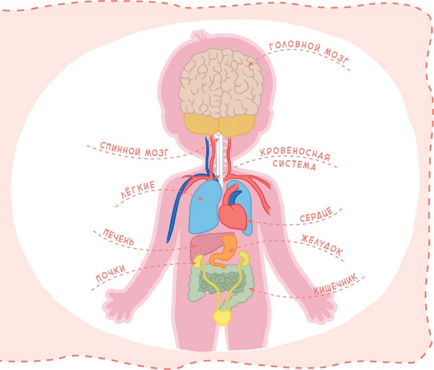 Иллюстрация к книге — Как устроен человек [i_009.jpg]