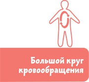 Иллюстрация к книге — Как устроен человек [i_012.jpg]