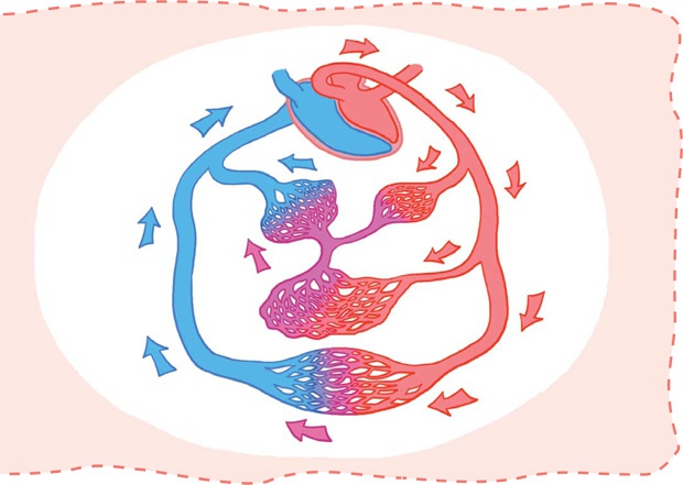 Иллюстрация к книге — Как устроен человек [i_013.jpg]