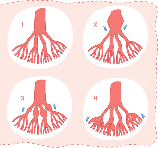 Иллюстрация к книге — Как устроен человек [i_015.jpg]