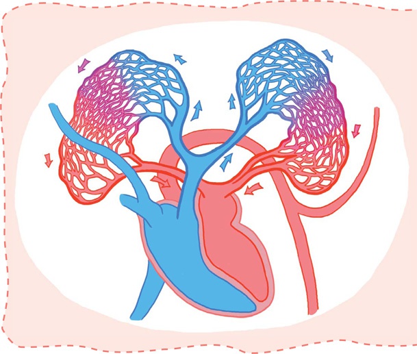 Иллюстрация к книге — Как устроен человек [i_023.jpg]