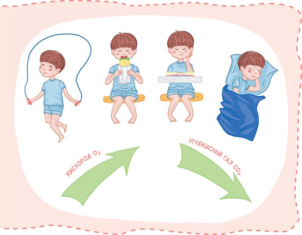 Иллюстрация к книге — Как устроен человек [i_034.jpg]