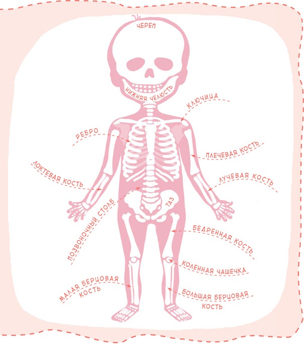 Иллюстрация к книге — Как устроен человек [i_055.jpg]