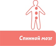 Иллюстрация к книге — Как устроен человек [i_067.jpg]