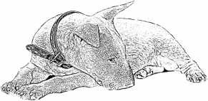 Иллюстрация к книге — Последний подарок [i_022.jpg]