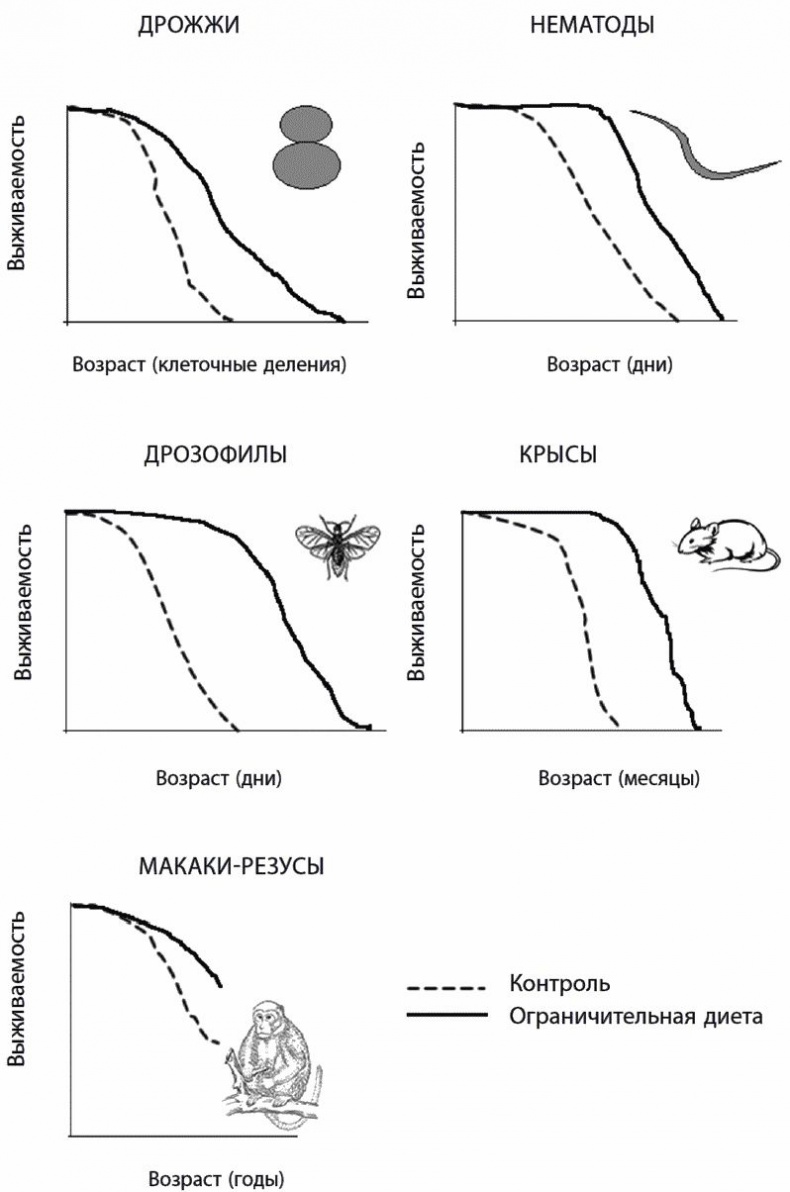 Иллюстрация к книге — 120 лет жизни – только начало. Как победить старение? [i_020.jpg]
