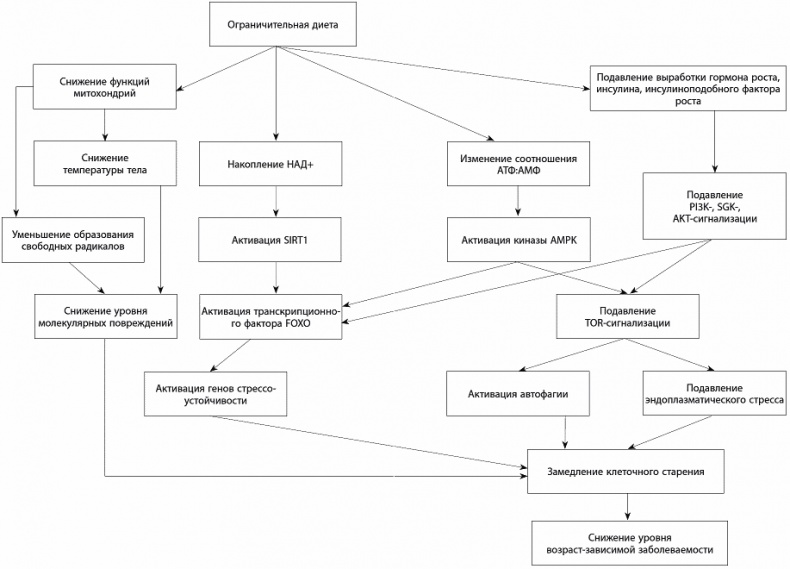 Иллюстрация к книге — 120 лет жизни – только начало. Как победить старение? [i_022.jpg]