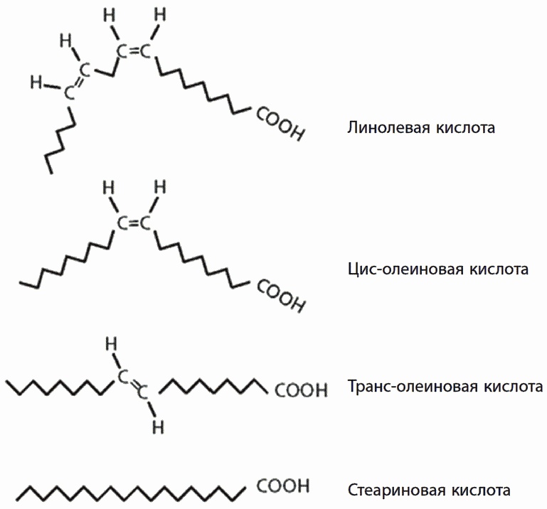 Иллюстрация к книге — 120 лет жизни – только начало. Как победить старение? [i_023.jpg]