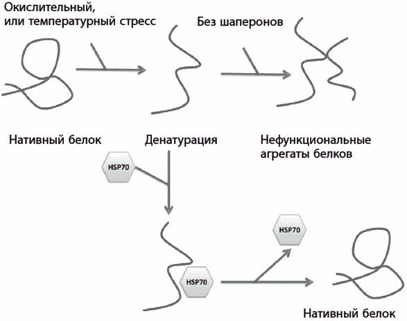 Иллюстрация к книге — 120 лет жизни – только начало. Как победить старение? [i_046.jpg]