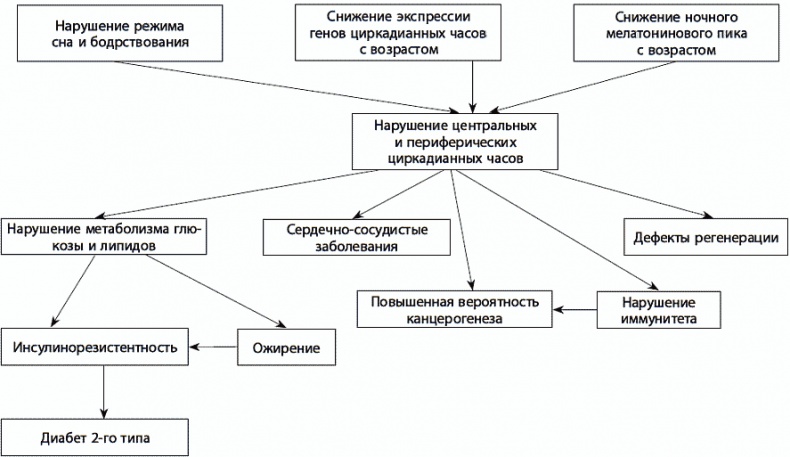 Иллюстрация к книге — 120 лет жизни – только начало. Как победить старение? [i_048.jpg]