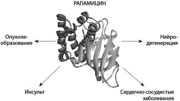 Иллюстрация к книге — 120 лет жизни – только начало. Как победить старение? [i_060.jpg]