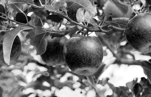 Иллюстрация к книге — Тайны Поднебесной. Все, что нужно знать о Китае [_372.jpg]