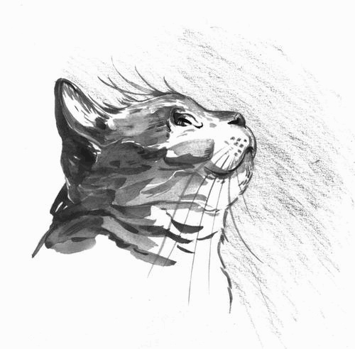 Иллюстрация к книге — Боб – необычный кот [i_001.jpg]