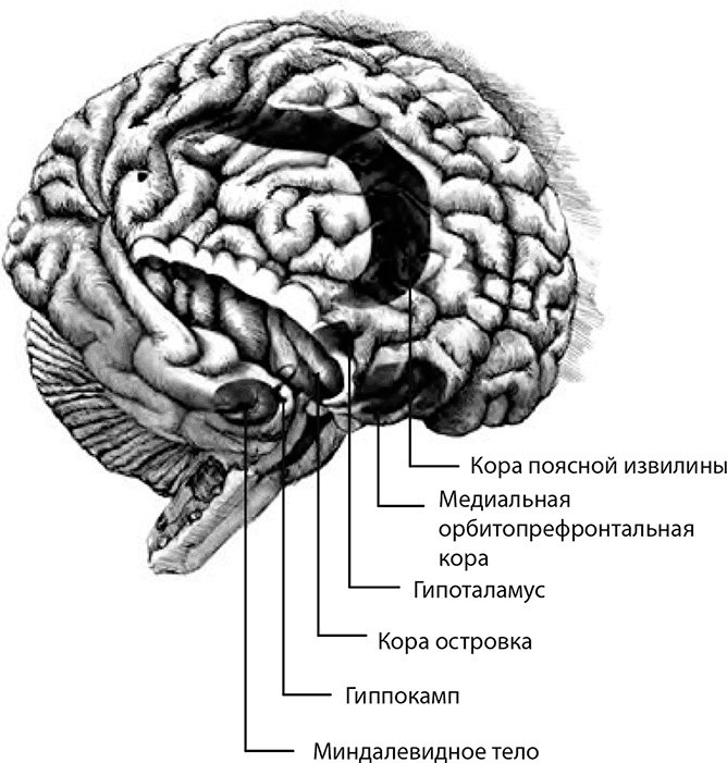 Иллюстрация к книге — Внимательный мозг. Научный взгляд на медитацию [i_006.jpg]