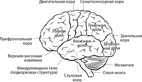 Иллюстрация к книге — Мы - это музыка. Как музыка влияет на наш мозг, здоровье и жизнь в целом [i_001.jpg]
