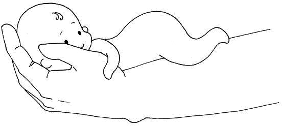 Иллюстрация к книге — Ваш любимый человечек от зачатия до рождения [i_006.jpg]