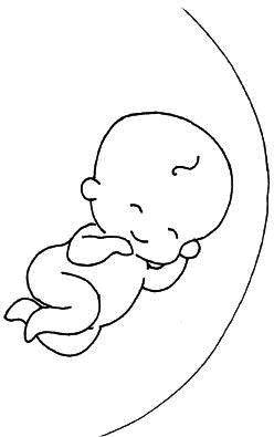 Иллюстрация к книге — Ваш любимый человечек от зачатия до рождения [i_013.jpg]