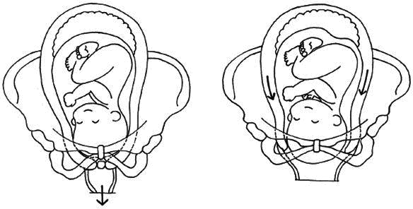 Иллюстрация к книге — Ваш любимый человечек от зачатия до рождения [i_027.jpg]