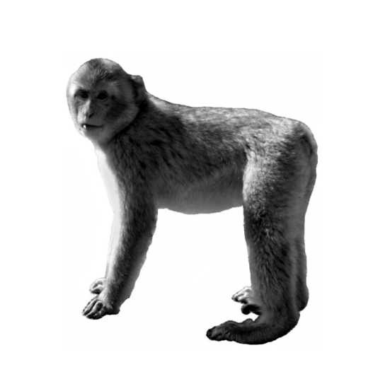 Иллюстрация к книге — Магия царей. Кто тайно правит миром [i_013.jpg]