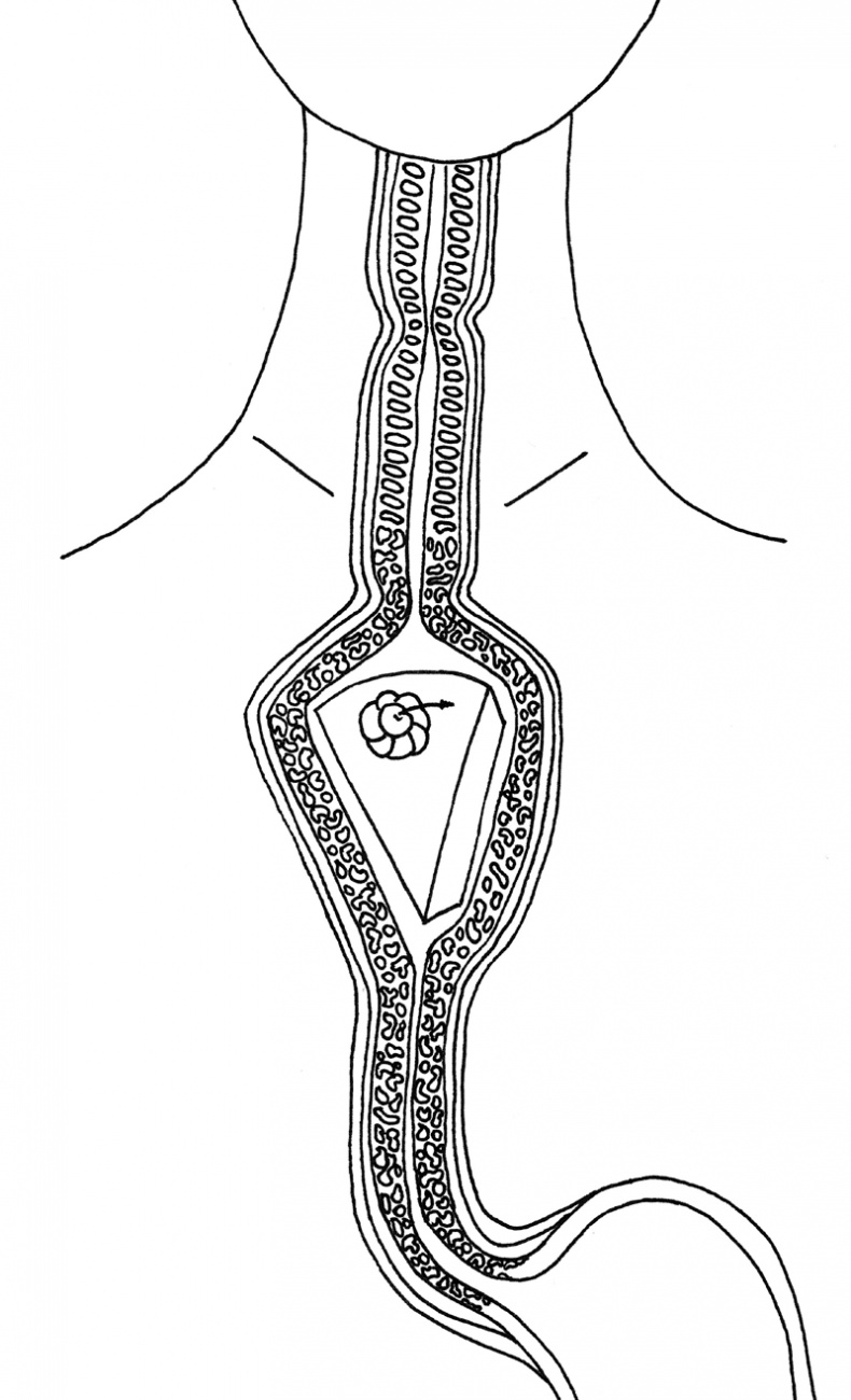 Иллюстрация к книге — Очаровательный кишечник. Как самый могущественный орган управляет нами [i_012.jpg]