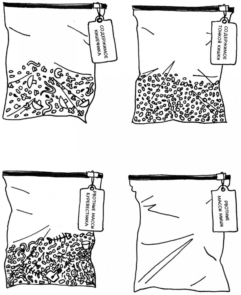 Иллюстрация к книге — Очаровательный кишечник. Как самый могущественный орган управляет нами [i_014.jpg]