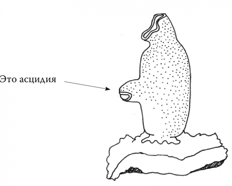 Иллюстрация к книге — Очаровательный кишечник. Как самый могущественный орган управляет нами [i_019.jpg]
