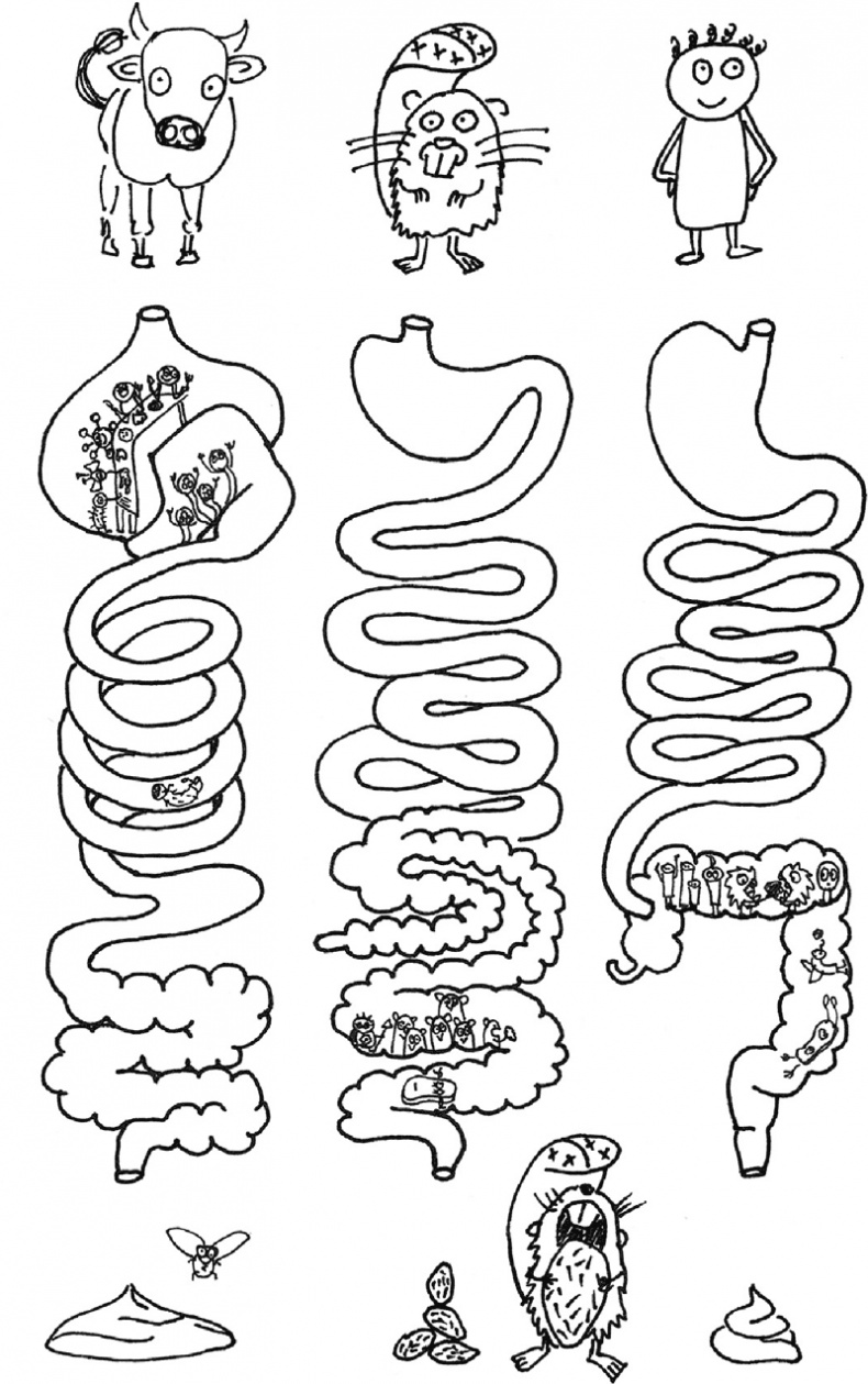 Иллюстрация к книге — Очаровательный кишечник. Как самый могущественный орган управляет нами [i_028.jpg]