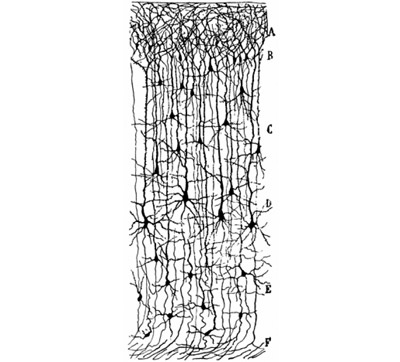Иллюстрация к книге — Мозг на пенсии. Научный взгляд на преклонный возраст [i_010.jpg]