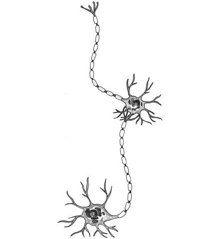 Иллюстрация к книге — Мозг на пенсии. Научный взгляд на преклонный возраст [i_011.jpg]