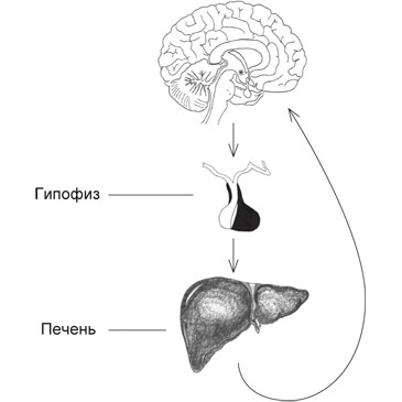 Иллюстрация к книге — Мозг на пенсии. Научный взгляд на преклонный возраст [i_019.jpg]
