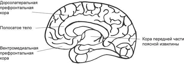 Иллюстрация к книге — Мозг на пенсии. Научный взгляд на преклонный возраст [i_020.jpg]