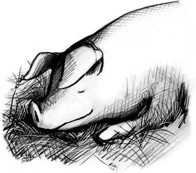 Иллюстрация к книге — Джордж и тайны Вселенной [i_104.jpg]