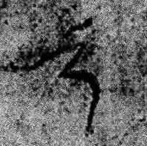 Иллюстрация к книге — Русь и Орда. Великая Империя Средних веков [i_008.jpg]