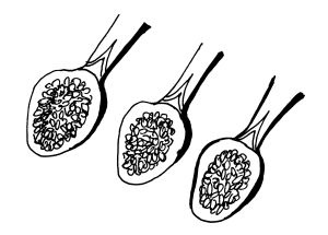 Иллюстрация к книге — Диабет. Советы и рекомендации ведущих врачей [i_013.jpg]