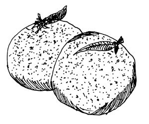 Иллюстрация к книге — Диабет. Советы и рекомендации ведущих врачей [i_020.jpg]